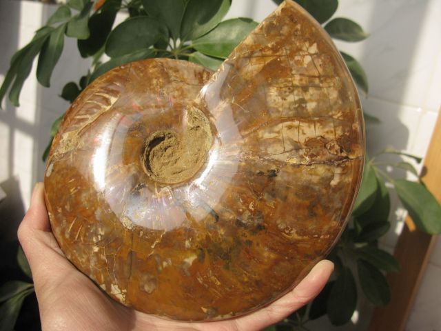 97lb NATURAL BEAUTIFULVariegated colorconch FOSSILS  