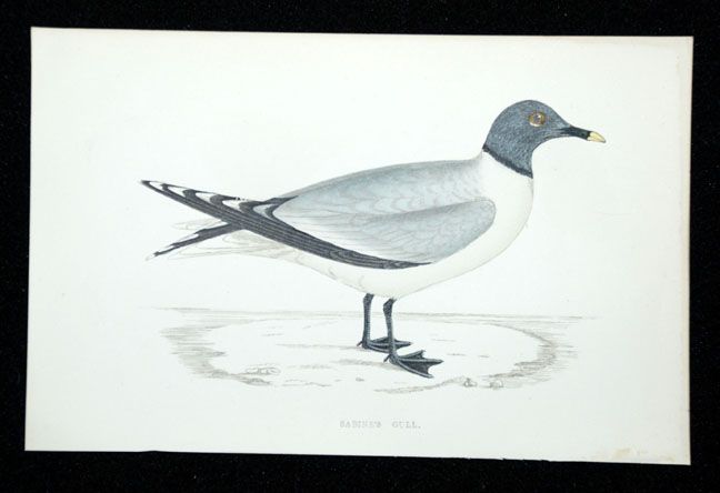 1865 bird print   SABINES GULL   Hand Colored  