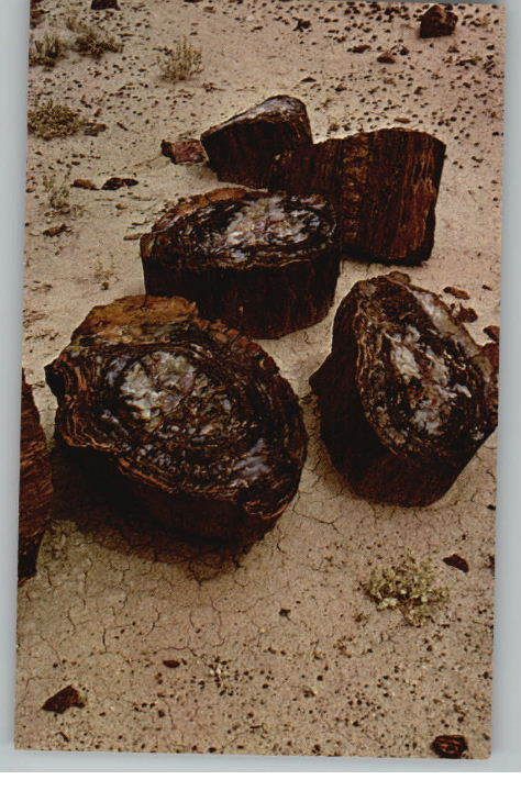 Postcard Picture Wood Long Logs Petrified Forest AZ  