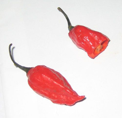 Organic BHUT JOLOKIA Ghost Pepper 30 Seeds 11 Harvest REDUCED PRICE 