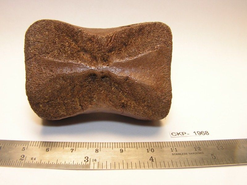 Dinosaur Fossil Thescelosaur Caudal Vertebra # 1968  