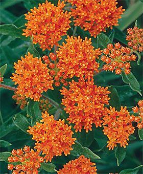 Butterfly Weed Orange 25 Flower Seeds *Perennial Fav*  