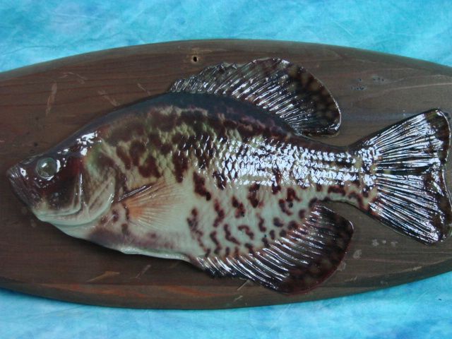   Plastic Fish Wall Hanging Plaque Walleye Home Decoration Man Cave