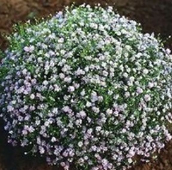 50pcs Gypsophila Flower Seeds Home Plant DIY Garden  