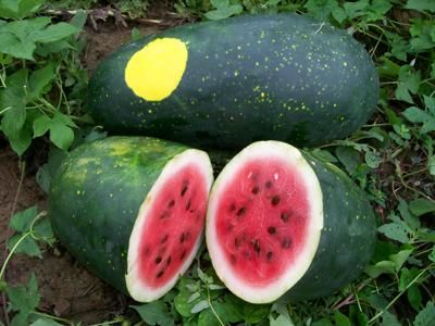 Watermelon Moon and Stars seeds V 106  