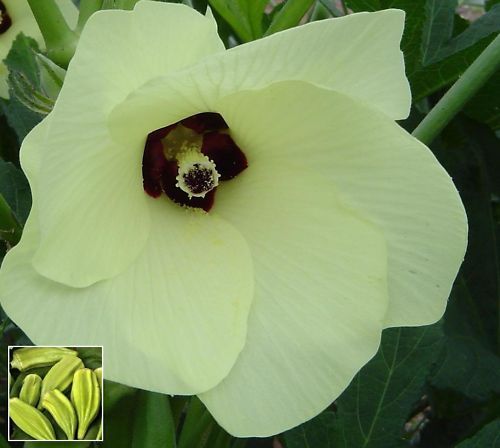 OKRA Star of David Abelmoschus esculentus SEEDS NEW  