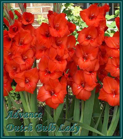 40 Gladiolus Corms ***53 Species Inside*** You Pick & Choose 