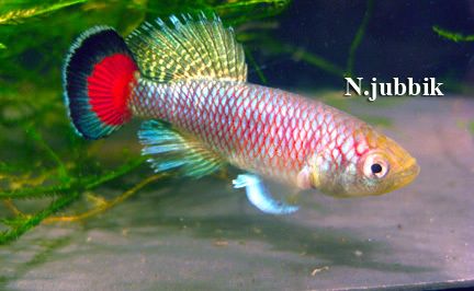 Killifish / N.jubbik 20 eggs  