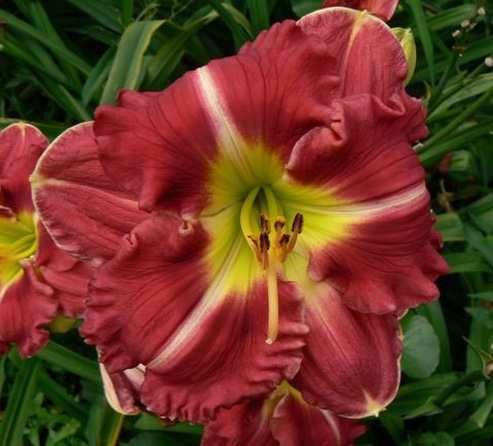 TETRA JUNE HUDSON   DF   B11C   Buntyn Stamile DAYLILY  