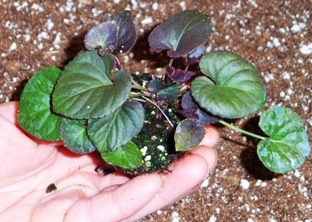 Viola labrador violet   Viola riviniana Purpurea  