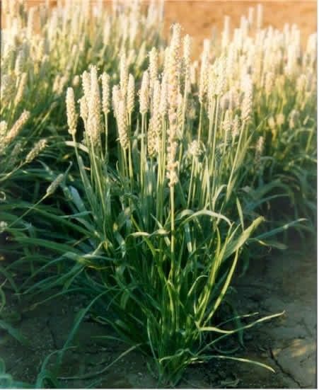 Psyllium Husk is the husk of the seed of the Plantain and is a top 