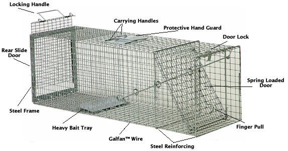 Safeguard Animal Trap 48x15x22 Rear Release LG Coyotes  