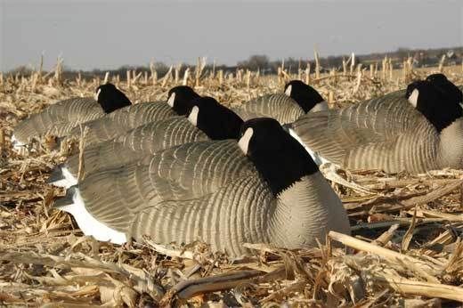 Avery Greenhead Gear Shell Canada Goose Decoys Slpr  