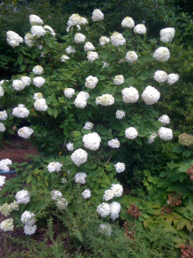 Paniculata hydrangeas will grow and bloom in a wide variety of 