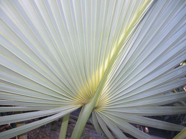 RARE Sabal princeps Blue Leaf Bermuda Fan Palm Tree  