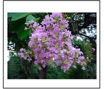 driveway above is planting idea logginsgardens two basham party pink