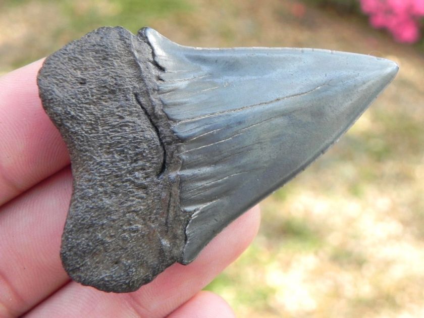 Extinct Mako Fossil Shark Tooth Teeth 2.5 NICE MAKO  